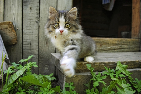 Cat - hat, pretty, cat face, beautiful, lovely, paws, cat, kitten, cute, cats, face, sleeping, animals, kitty