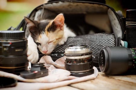 Cat - sleeping, cat face, hat, cat, kitty, animals, lovely, kitten, paws, face, pretty, cats, beautiful, cute