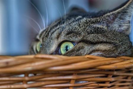 Cat - sleeping, cat face, hat, cat, kitty, animals, lovely, kitten, paws, face, pretty, cats, beautiful, cute