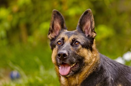 German shepherd - puppy, animals, lovely, pretty, puppys, beautiful, dog, animal, dogs, sweet, cute