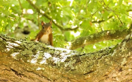 squirrel - bite, animal, nature, squirrel