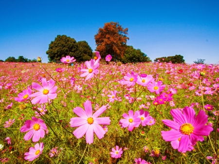 Summer field - summer, meadow, pretty, pink, beautiful, flowers, wildflowers, sky, freshness, nice, lovely, field, trees, nature