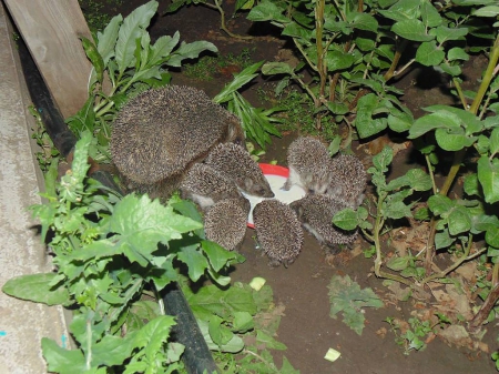 Hedgehog family - nature, cute, animals, hedgehog