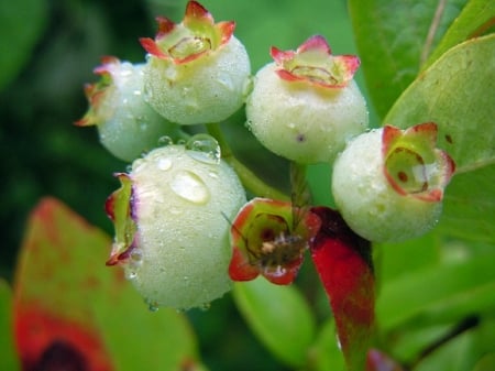 IMITURE BLUEBERRIES - plant, nature, imiture, blueberries