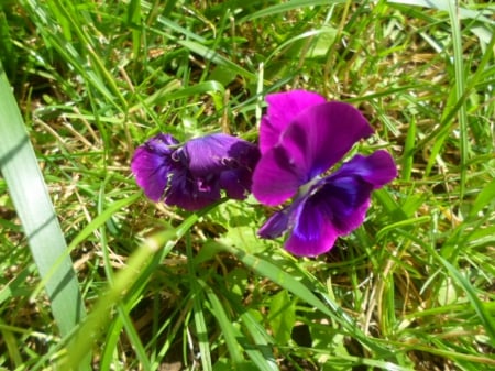 The pansies. - pansy, tree, flowers, violet