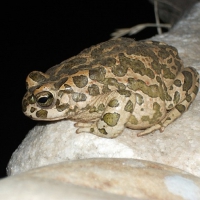 LITTLE FROG ON WALL