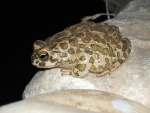 LITTLE FROG ON WALL