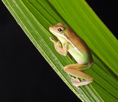 FROG ON REED - frog, frond, sitting, reed