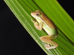 FROG ON REED