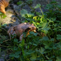 FROG IN GRASS