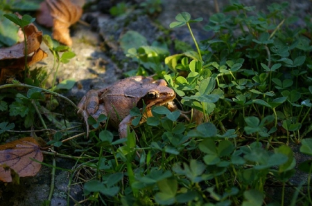 FROG IN GRASS - frog, animal, sitting, grass