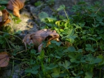 FROG IN GRASS