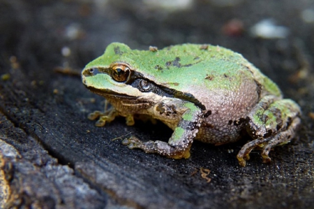 LITTLE FROG - frog, nature, little, sitting