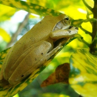 FROG IN TREE