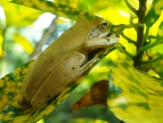 FROG IN TREE