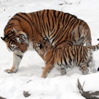 TIGER AND CUB