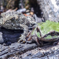 FROG AND TOAD