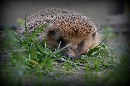 HEDGEHOG - hedgehog, animal, little, cute