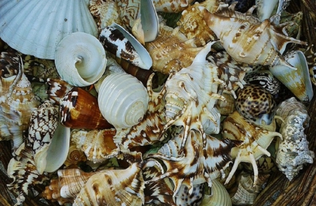 SHELLS - beach, shell, nature, pretty