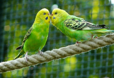 BUDGERIGARS - budgerigars, green, two, yellow