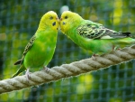 BUDGERIGARS