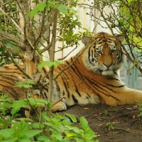 TIGER IN BUSHES