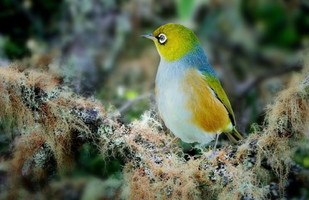 WAX EYE - nature, eye, wax, bird