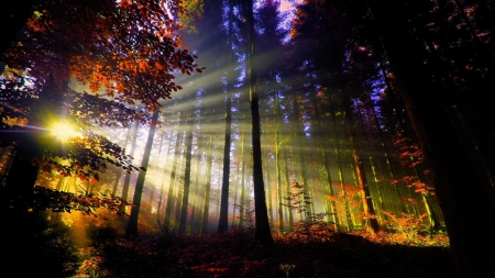 magical sunbeams through an autumn forest - sunbeams, hill, autumn, forest, mist