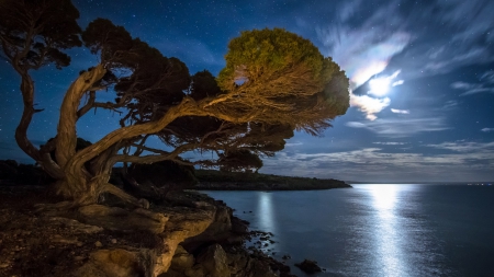 magnificent tree on seacoast under moonlight - moon, coast, sea, night, stars, light, tree