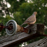 Bird On A Wire