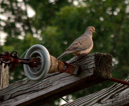 Bird On A Wire - bird on a wire, doves, pigeons, bird