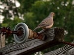 Bird On A Wire