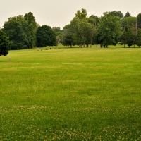 Open Summer Field