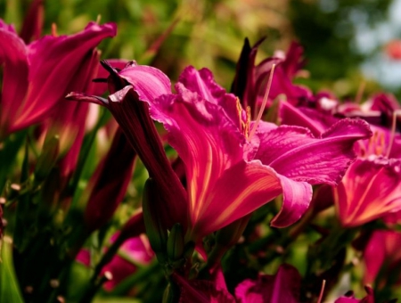 Red Lilies - lilies, nature, red, delicate, flowers