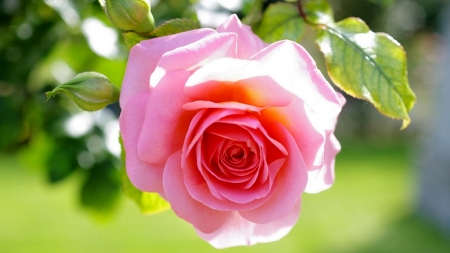 Rose - beautiful, flower, pink, rose