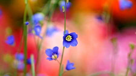 Beautiful Flowers