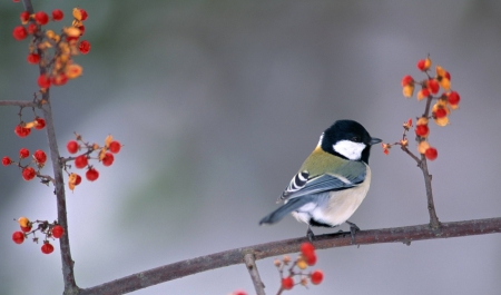 Bird - tree, colors, pretty, bird