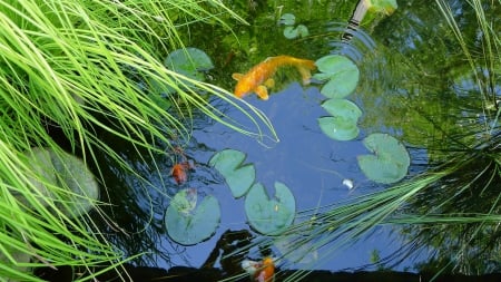 fish pond - colorful, fish, pond, garden