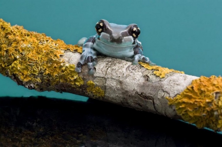 Hello! - frog, animals, branch, wallpaper, moss, nature, sweet, tree, twigs, cute, reptiles