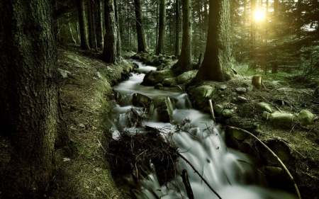 •Deep forest• - summer, stream, sunrise, forest, dawn, sun, sunlight, water, moss, stones, tree, river, nature, waterfall, sunset, waves, dusk, rocks, wallpaper