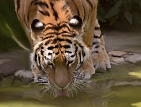 Tiger, drinking - white, ears, painting, black