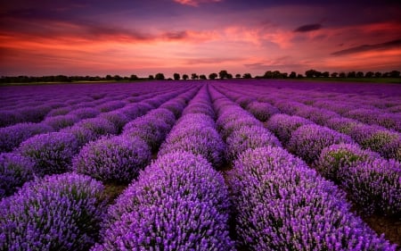 * Field of lavande * - nature, field, flowers, flower