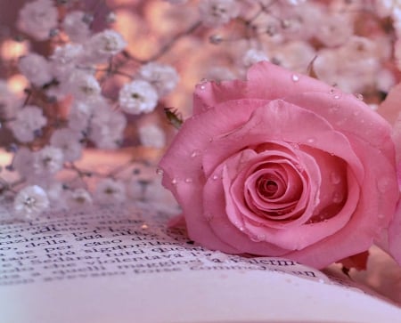 ..Single Pink on the Book.. - pretty, roses, book, creative pre-made, pink, beloved valentines, plants, beautiful, photography, colors, lovely, still life, sweet, lovely still life, nature, single, arrangement, love four seasons, cut flowers