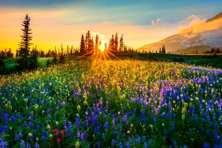 Dreams Of Color - trees, mountains, sunset, spring, washington state, yellow, red, lupins, snow, blue, beautiful, green, flowers, wildflowers