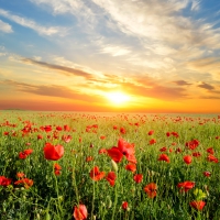 Poppies Field