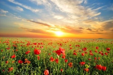 Poppies Field - clouds, poppy, poppies, splendor, landscape, poppies field, sunset, nature, field, sun, sky