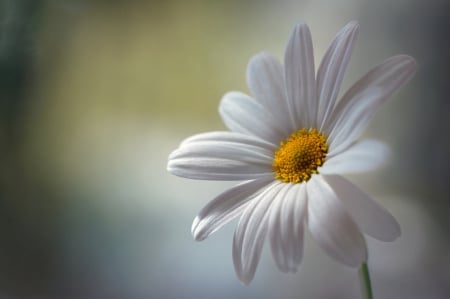 Purity - white, beautiful, daisy, pure, flower