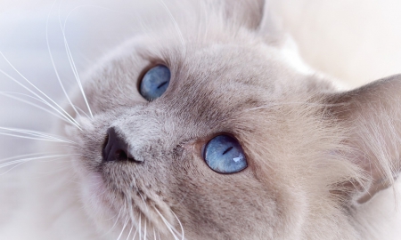 Cat - cat, animals, blue eyes, house, cute