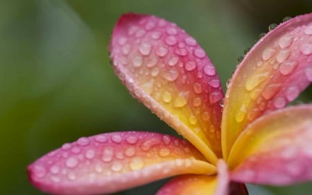 Plumeria - flower, pink, water drops, plumeria, yellow