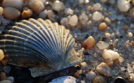 Shell - beach, shell, summer, stone